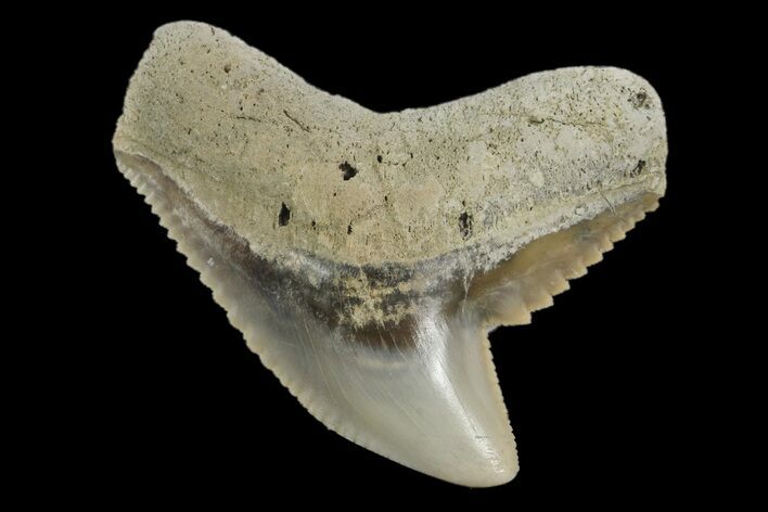 Fossil Tiger Shark (Galeocerdo) Tooth - Aurora, NC #179034